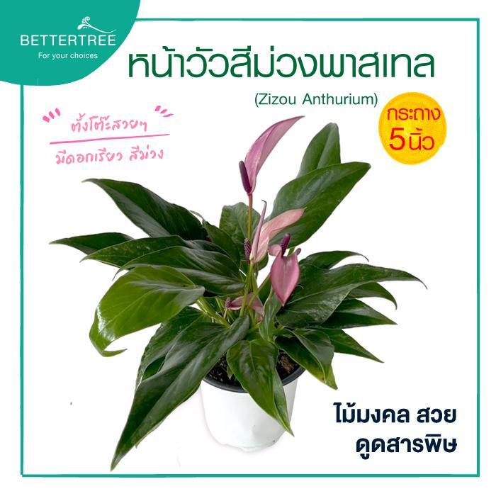 หน้าวัวสีม่วงพาสเทล กระถาง 5 นิ้ว สีขาว (Zizou Anthurium) ต้นไม้