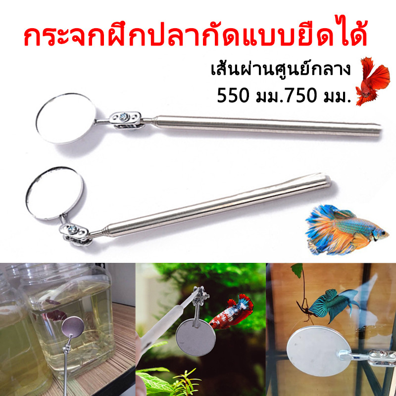 ไม้ล่อปลากัด กระจกล่อปลา ปลากัด กระจก กระจกล่อปลา พกได้ยึดได้ เพิ่มสีสันสวยงาม