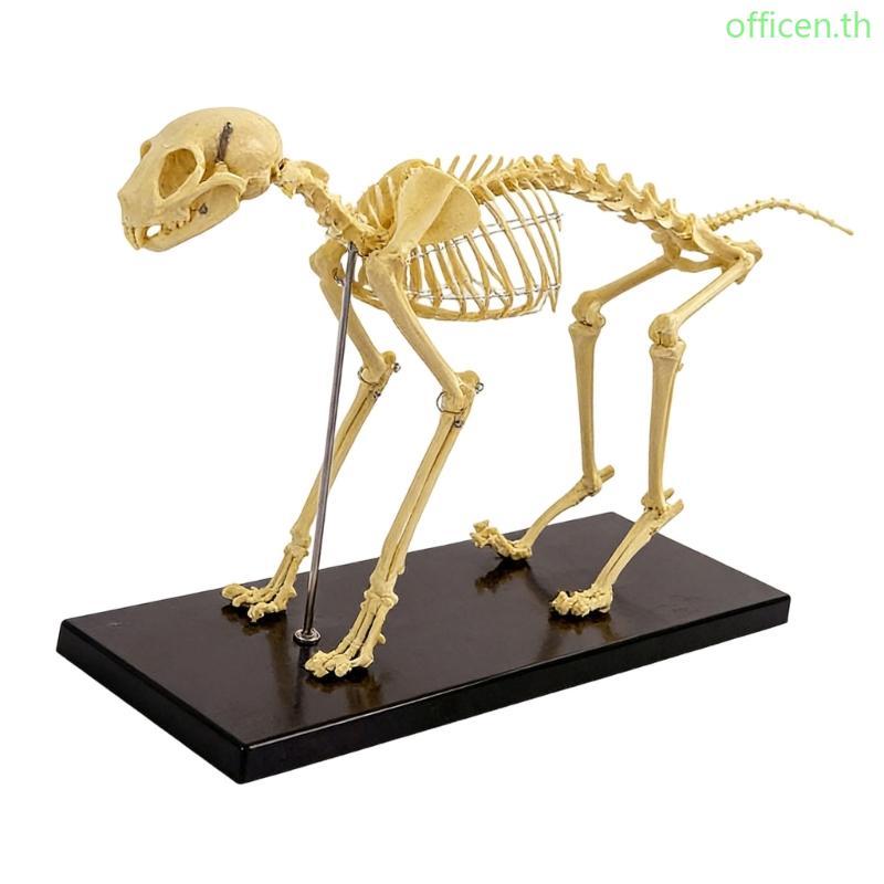 Cen การศึกษา Feline กระดูก Anatomy รุ่นที่สมจริง PVC Feline โครงกระดูกสําหรับห้องเรียน Demonstration