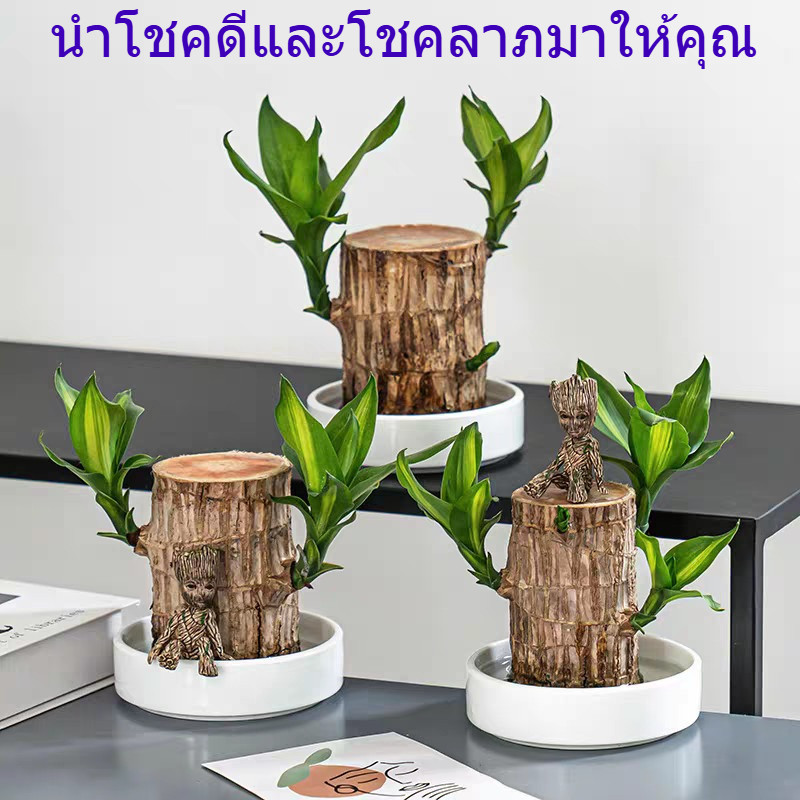 🔥 ต้นไม้บราซิล ไฮโดรโปนิกส์ ไม้มงคลฮวงจุ้ย เสริมโชคลาภ เรียกทรัพย์ ปลูกง่าย ต้นไม้ตั้งโต๊ะ ตกแต่งบ้าน พร้อมส่งจากกรุงเทพ