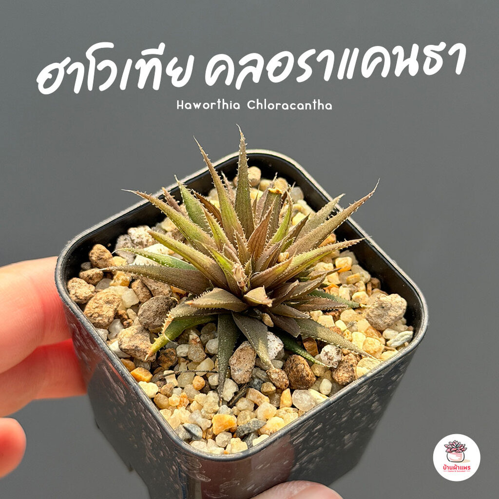 ฮาโวเทีย คลอราแคนธา Haworthia Chloracantha ไม้อวบน้ำ กุหลาบหิน cactus&succulentหลากหลายสายพันธุ์