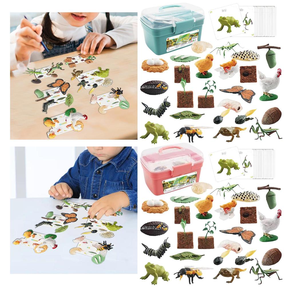 [Lszcx6l] Animal Life Cycle Toy สมจริงสําหรับอายุ 3 ถึง 6 Animal Growth Cycle Set