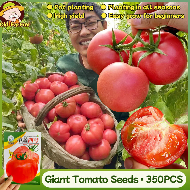 350เมล็ด/แพ็ค เมล็ดพันธุ์ มะเขือเทศ มะเขือเทศยักษ์ Giant Tomato Seeds Organic Big Tomato Seeds Veget