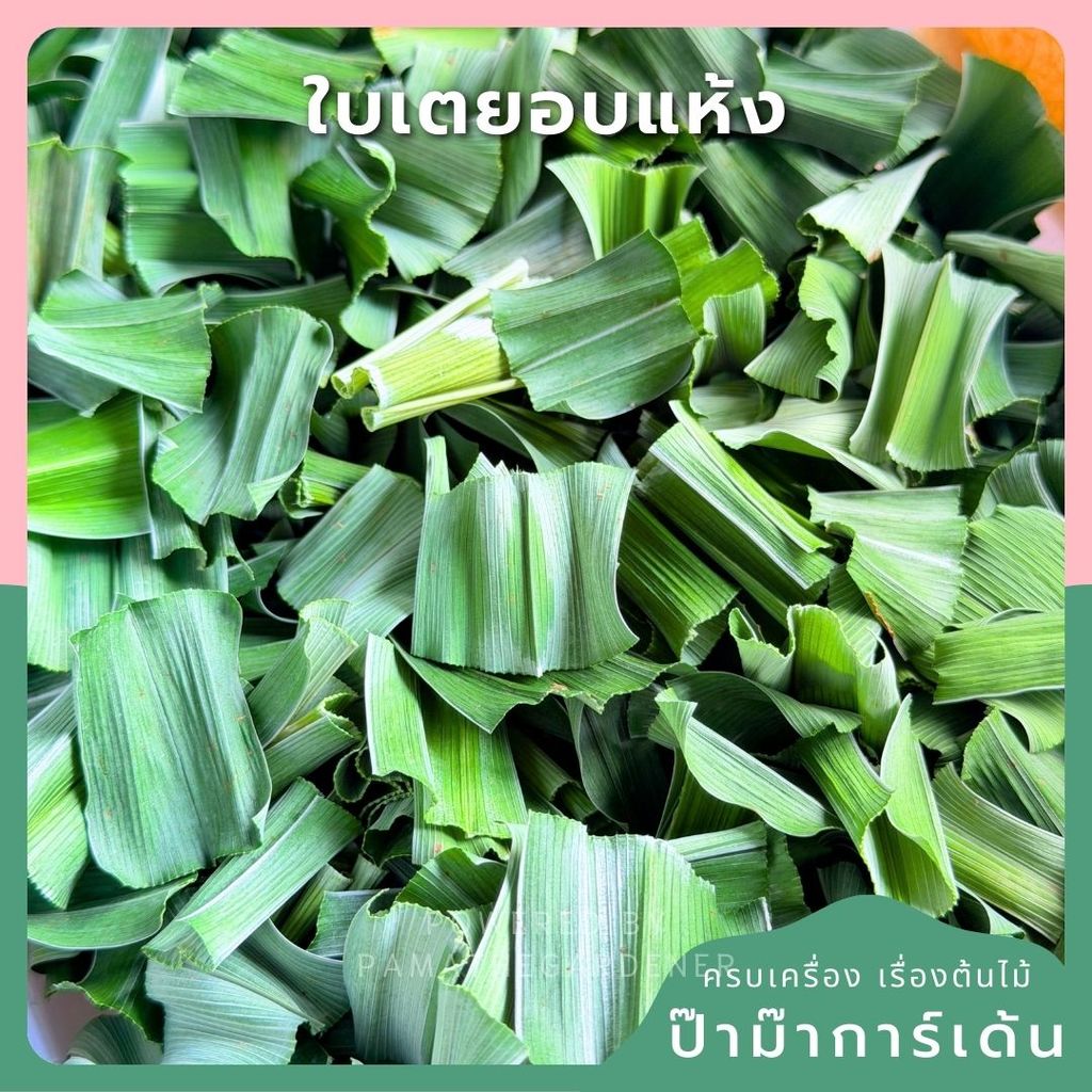 เตยหอมอบแห้ง ชาใบเตยหอมอบแห้ง กลิ่นหอมละมุน คัดพิเศษ เกรด A (Pure Dried Pandan) จากสวนเตยหอมแท้ 100%