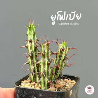 ยูโฟเบีย Euphorbia sp. Nova แคคตัส กระบองเพชร cactus&succule…