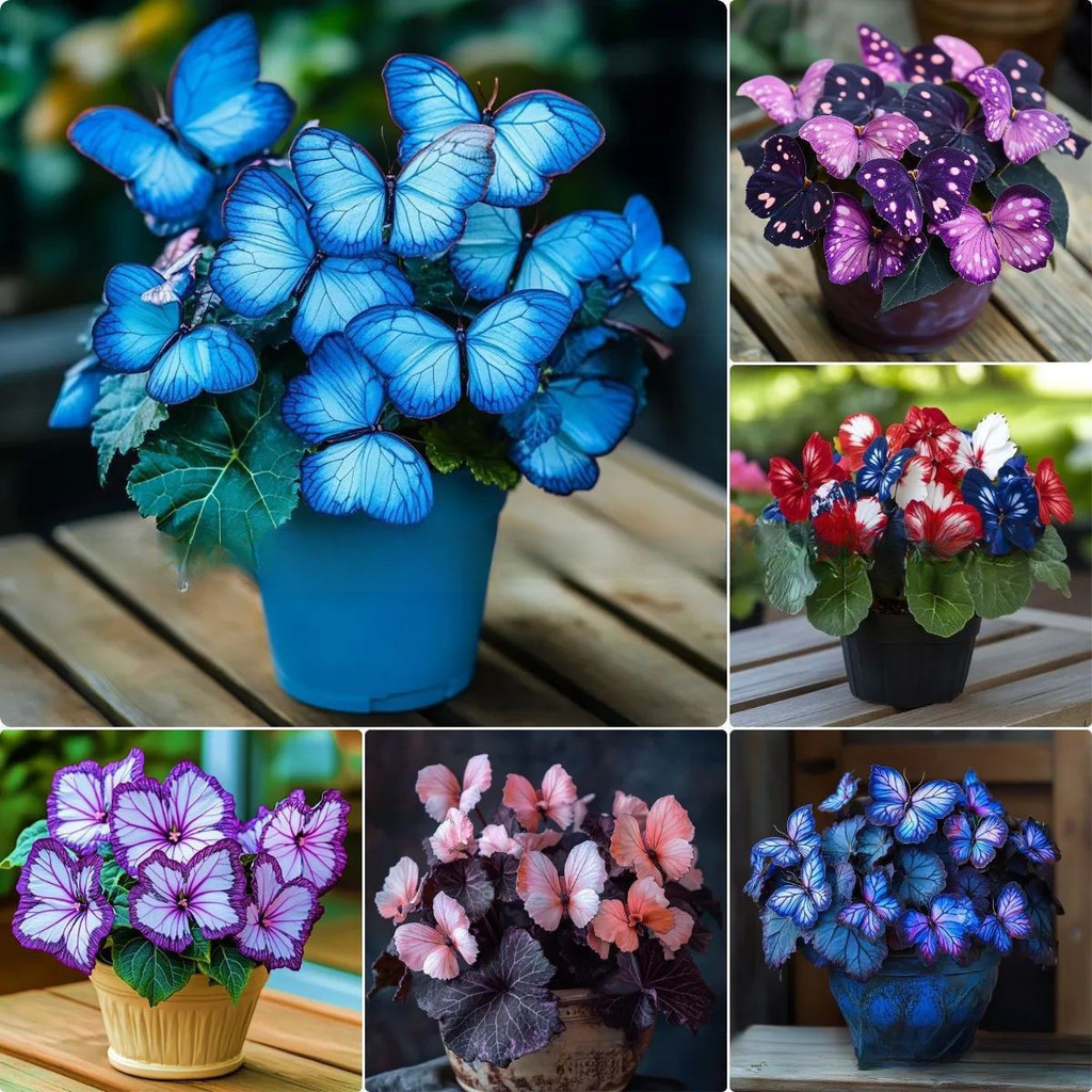 [E-commerce] Moonlight Butterfly Flower Seed Butterfly Seed Cordieeria Flower Seed Courtyard Garden 