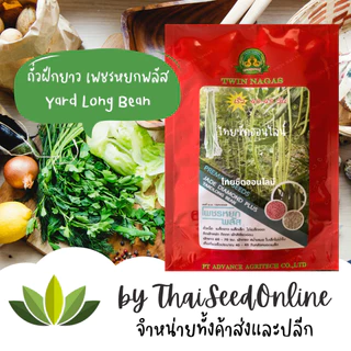 ถั่วฝักยาว เมล็ดขาว เพชรหยกพลัส Yard Long Bean พญานาค ถั่วไร้ใบ