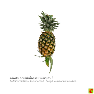 สับปะรด ปัตตาเวีย คัดสรรคุณภาพดี