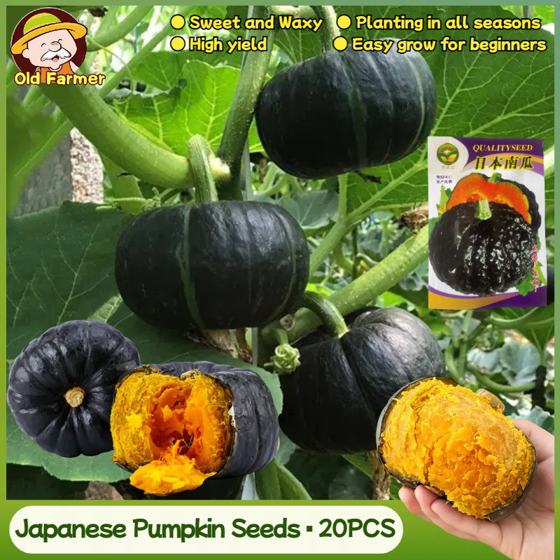 20 Seeds/Pack Japanese Pumpkin Seeds Black Pumpkin Plant Vegetable Seeds Japanese Pumpkin Seeds Vege
