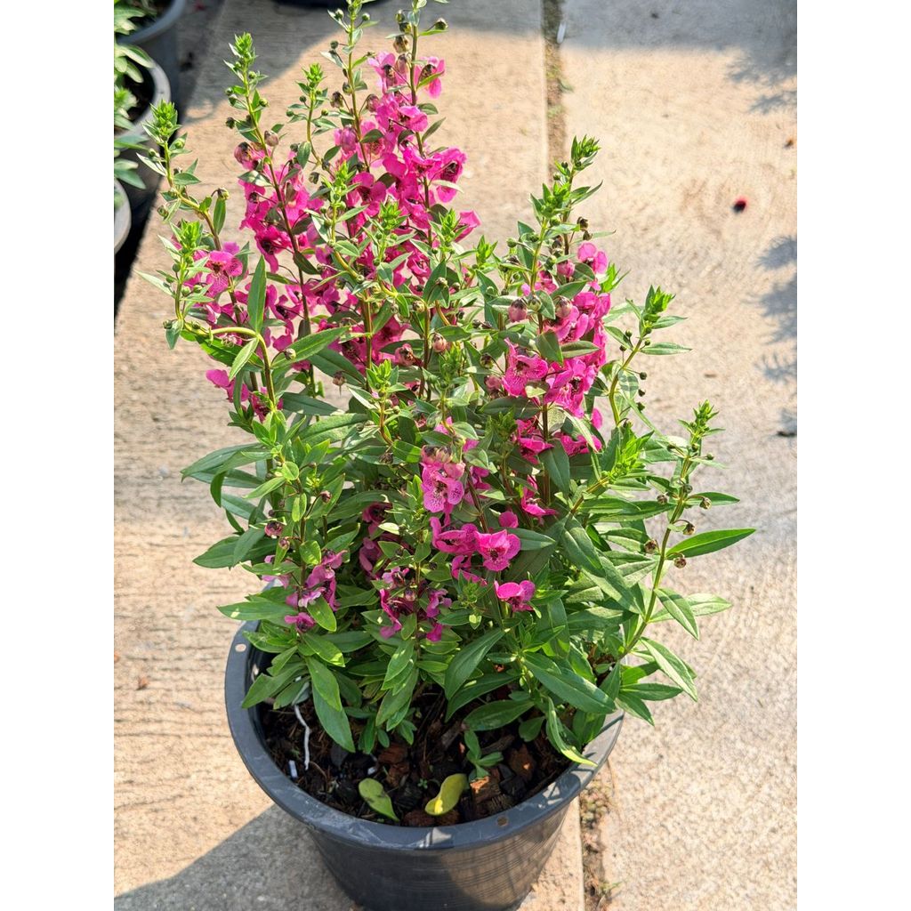 มุมมอง 4