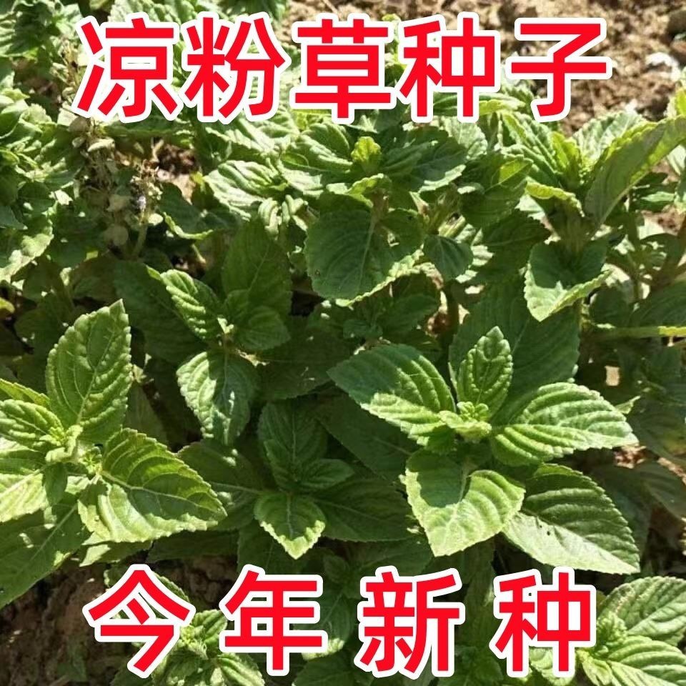 现货*凉粉草种子仙人草种子神仙草种籽仙人冻种子盆栽花卉种子蔬菜种子Grass jelly seeds, mesona seeds, fairy grass seeds20260324