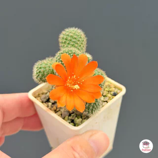 รีบูเทียเลื้อยดอกส้ม Rebutia Pulvinosa แคคตัส กระบองเพชร cactus&succulent