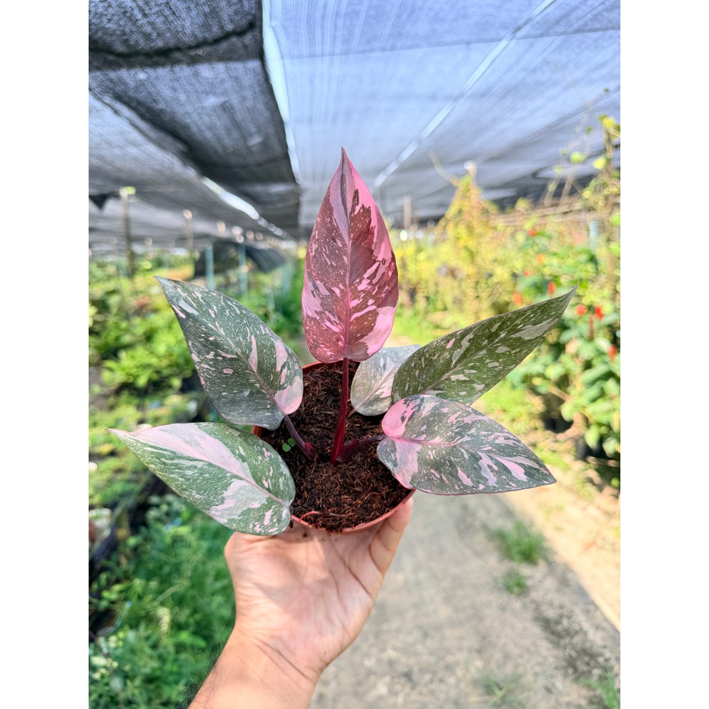 ฟิโลเดนดรอน พิงค์ปริ้นเซส กาแล็กซี่ (Philodendron Pink Princess Galaxy) กระถาง 4 นิ้ว - มุมมองที่ 8