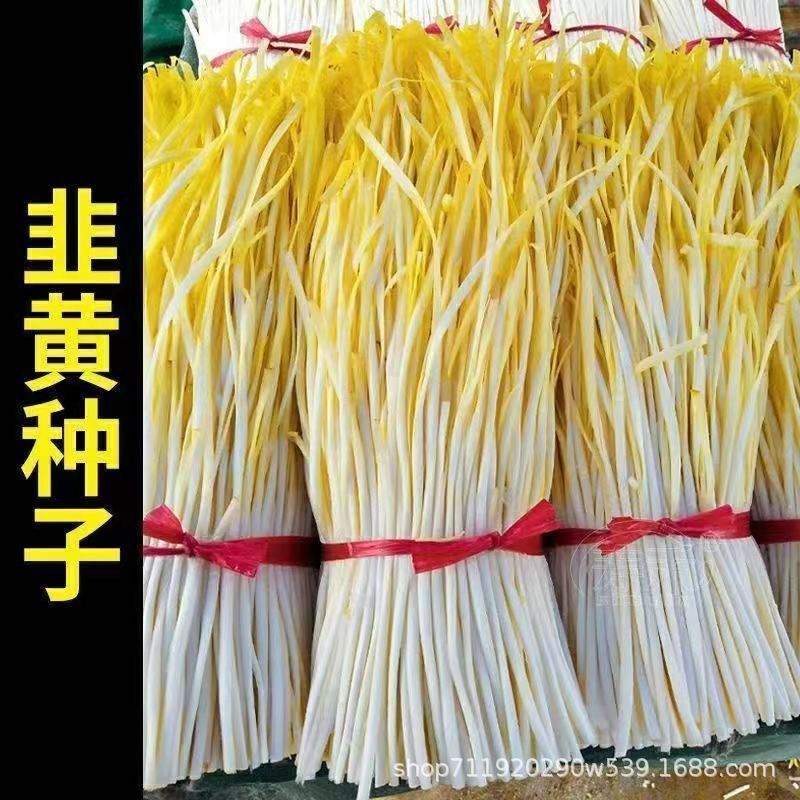 现货热卖四季韭黄种子细叶香嫩韭菜种子耐低温弱光农家盆栽四季蔬菜种子Four-season leek sprout seeds, fine-leafed, fragrant and tender; le