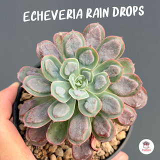 Echeveria Rain Drops ไม้อวบน้ำ กุหลาบหิน Cactus&Succulent