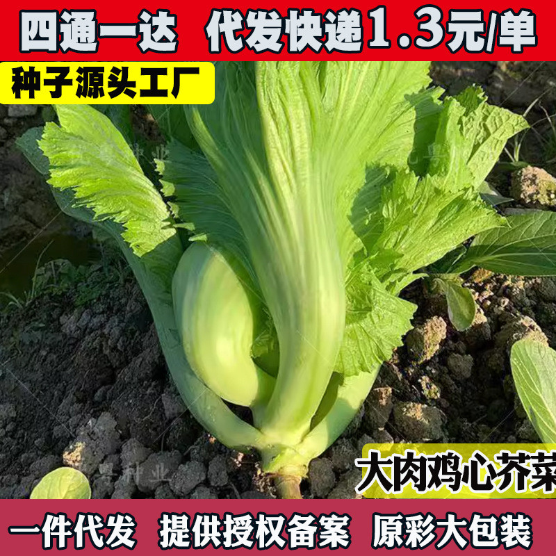 大鸡肉心Canola菜种子甜菜种子水桌菜包心Canola菜酸菜种子เนื้อใหญ่ไก่หัวใจเมล็ดมัสตาร์ดหวานกรุบกรอบเมล็ดน้ํา20260125