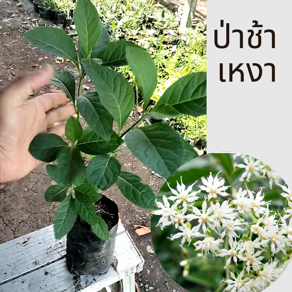 ต้นหนานเฉาเหว่ย หรือต้นป่าช้าเหงา สมุนไพรที่ควรมีติดบ้าน ส่งแบบถุงเพาะชำ(ถุงดำ)