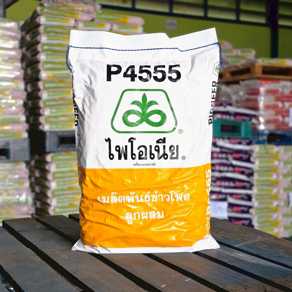 เมล็ดข้าวโพดไพโอเนีย ใหม่ล่าสุด P4555 3.5หุน  (10 กก.) ดีจริง ชัวร์จริง ฝักใหญ่ ฝักเต็ม