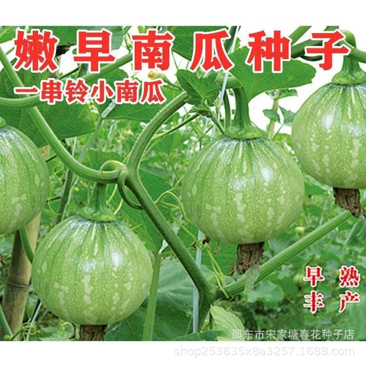 现货热卖早嫩小南瓜种子 一串铃南瓜种籽 菜用青瓜春夏秋季易种蔬菜Early tender small pumpkin seeds, string-of-bells pumpkin seeds.2026