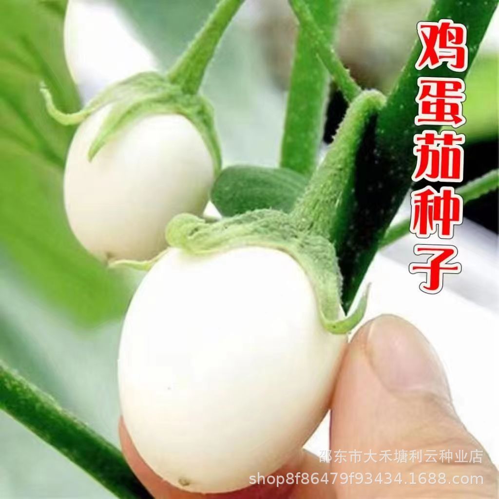 现货热卖鸡蛋茄种籽高产白茄子种子白蛋鸡蛋茄子苗盆栽四季农家白色蔬菜籽Eggplant seeds, high-yield white eggplant seeds, white eggplant.20