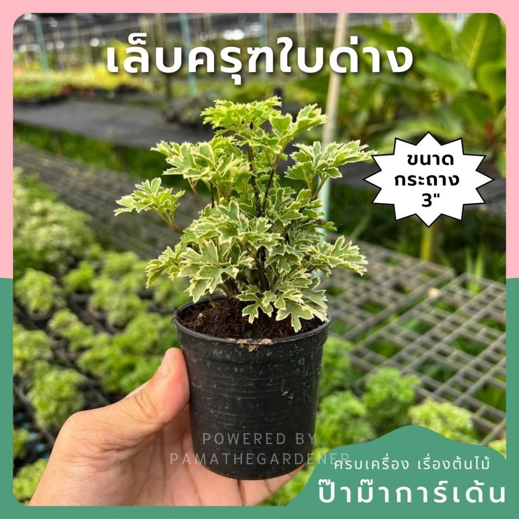 เล็บครุฑใบด่าง กระถาง 3 นิ้ว – Ming Aralia