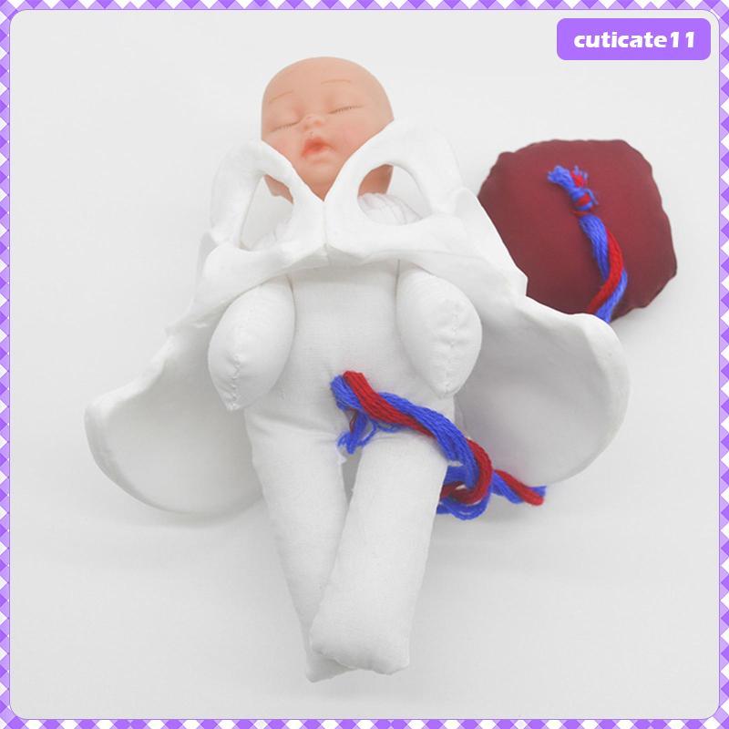 [Cuticate1] โมเดล Pelvis หญิงสาวของมนุษย์ Childbirth , Mini Female Pelvis Model for Study Teaching D