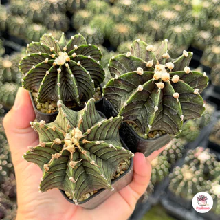 Sale!! ยิมโน อั้นกระถาง แคคตัส กระบองเพชร cactus&succulent