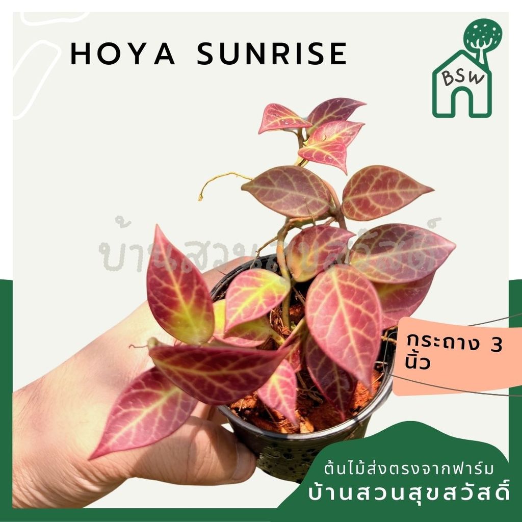 มุมมอง 6