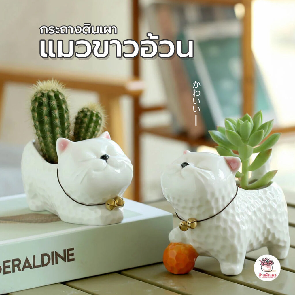 กระถางดินเผา แมวขาวอ้วน กระถางต้นไม้ ไม้อวบน้ำ กุหลาบหิน cactus&succulentหลากหลายสายพันธุ์