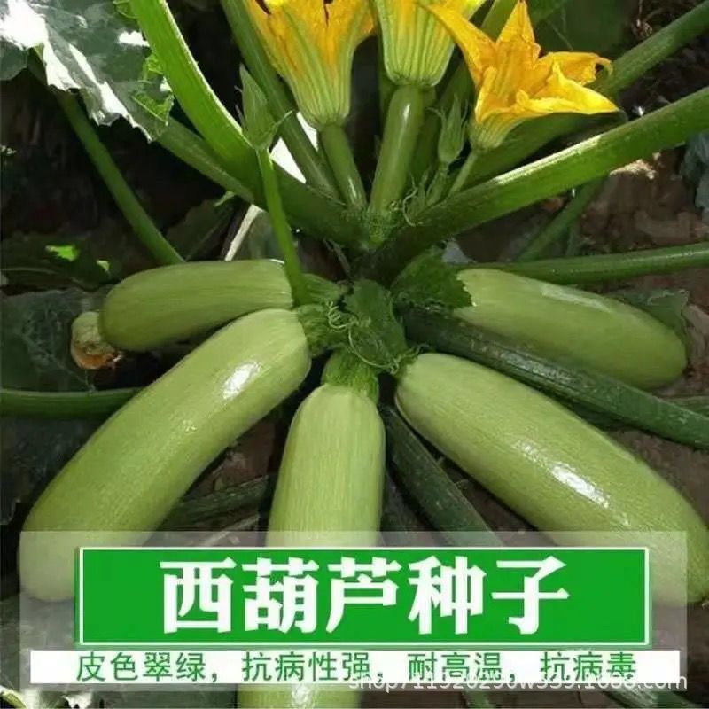 现货热卖西葫芦种子丰产蔬菜种子室内四季易种家庭阳台盆栽蔬菜籽耐寒抗病Zucchini Seeds High Yield Vegetable Seeds Indoor Four Seasons20260