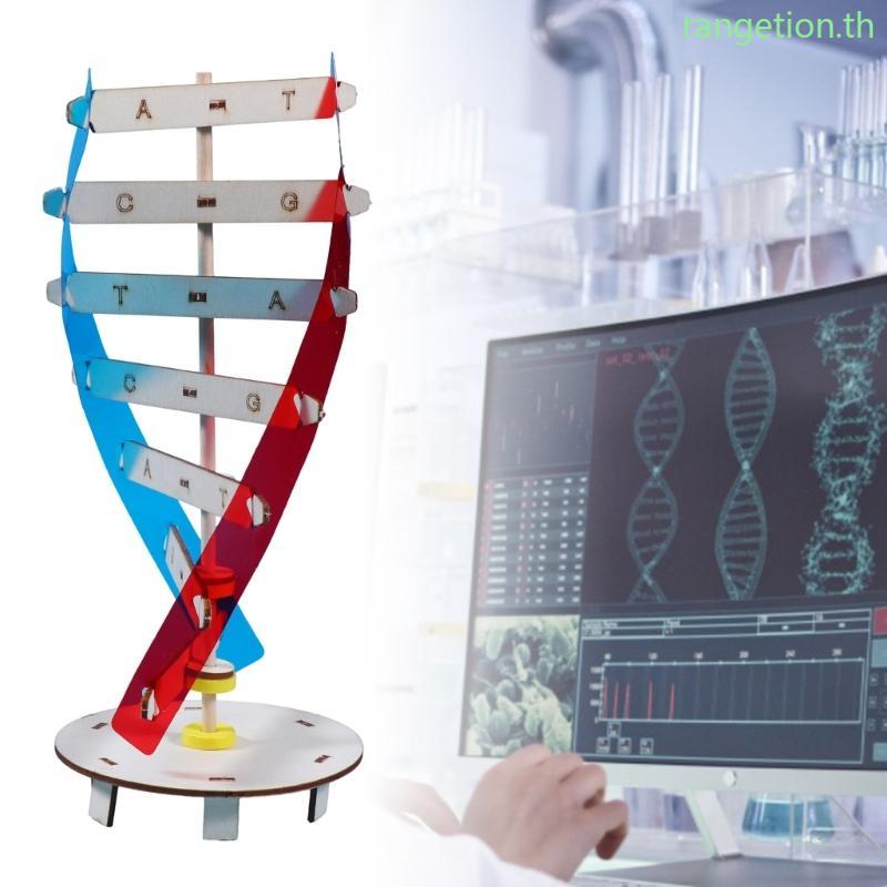 RAN DNA Model Kits โครงสร้างเกลียวคู่ DNA รุ่นชีวภาพวิทยาศาสตร์ช่วยสอน Early Education ของเล่นสําหรั