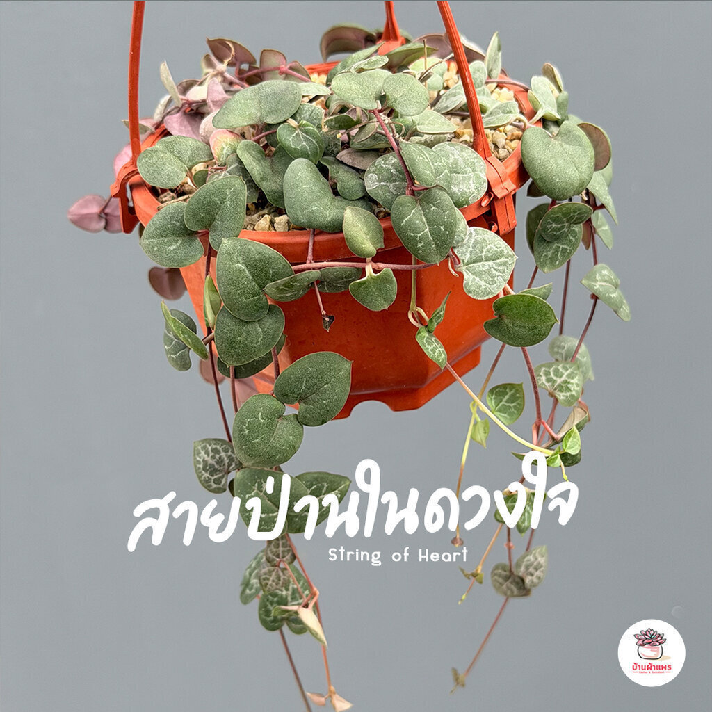 สายป่านในดวงใจ Ceropegia Woodii แคคตัส กระบองเพชร cactus&succulent
