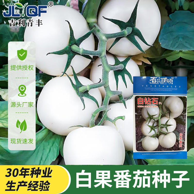 现货白钻石白果番茄种子水晶白番茄成活高种苗好多结果番茄种子White Diamond Gingo Tomato Seeds Crystal White Tomato20260331