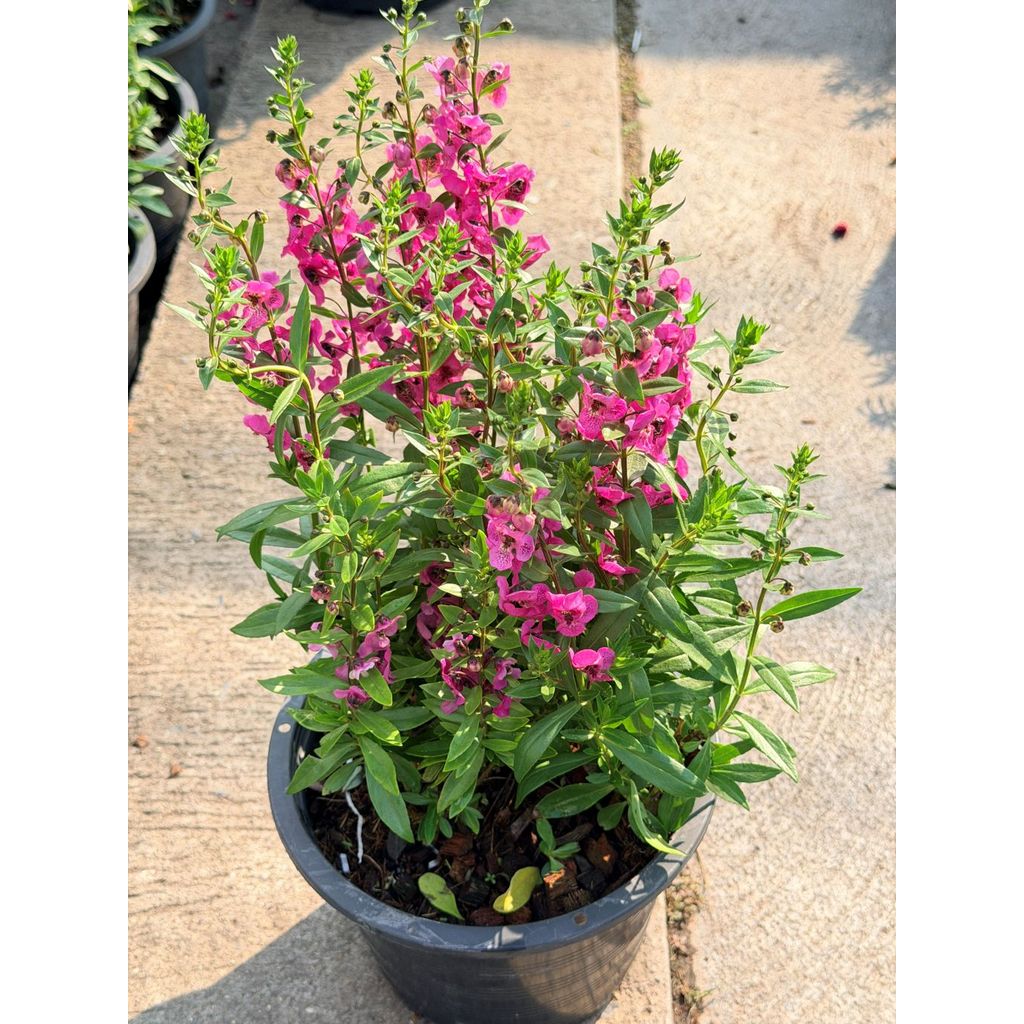 มุมมอง 5