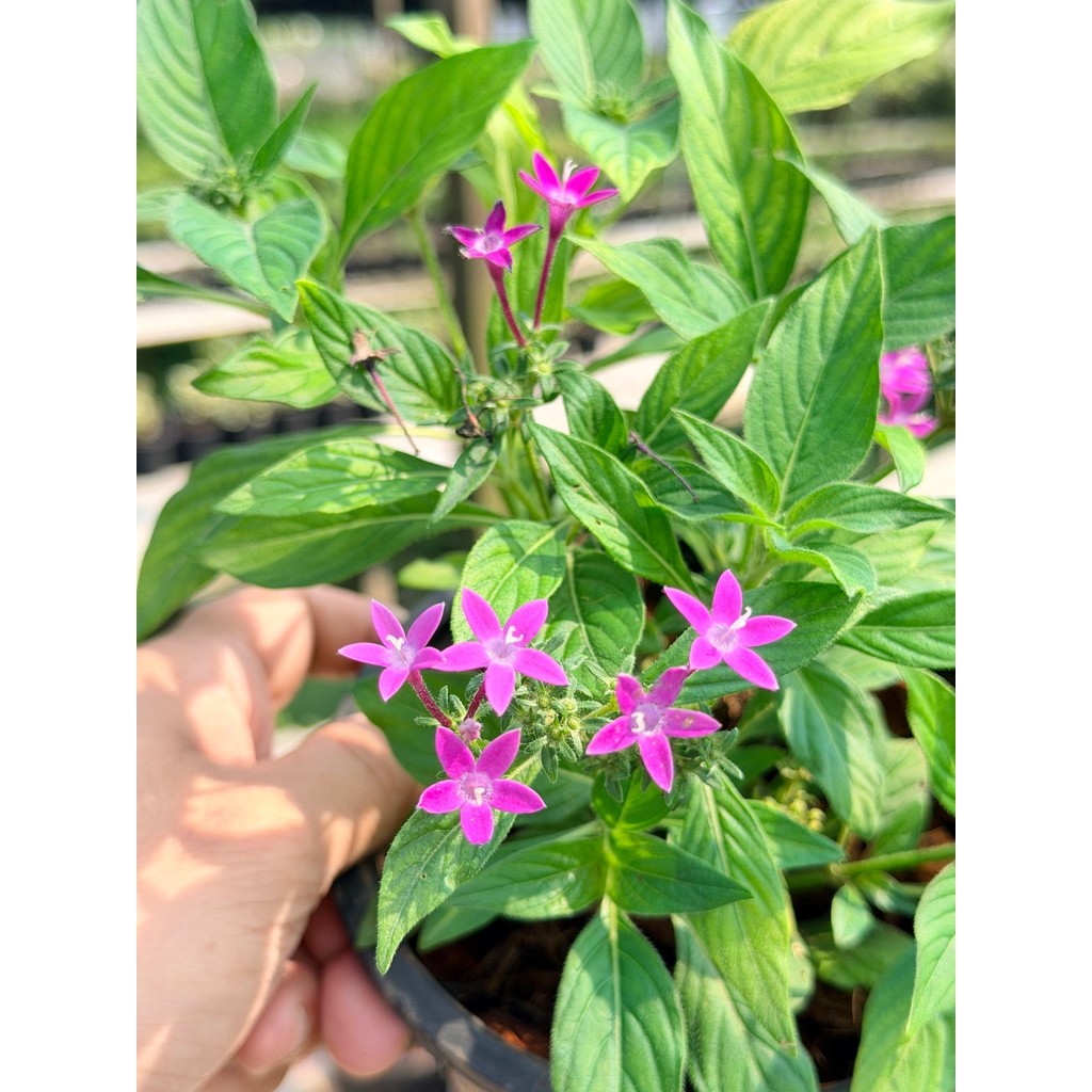 เข็มอินเดีย 6 นิ้ว (มีสีแดง ชมพู ม่วง) - Egyptian Star Cluster - มุมมองที่ 4