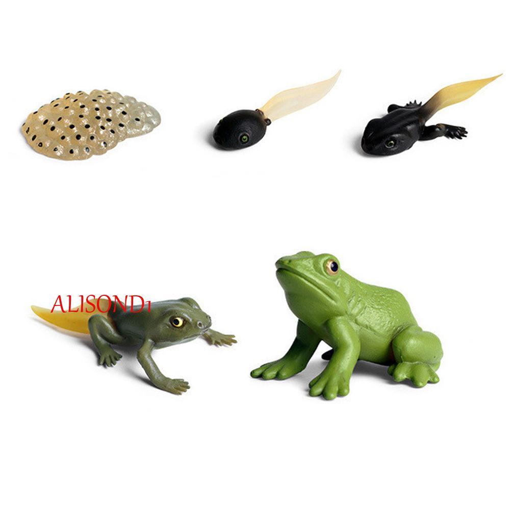 ALISOND1 Growth Cycle สําหรับเด็กชีววิทยาการสอนวัสดุพลาสติกรุ่นแมลงสัตว์ Spider Life รอบ Figurine