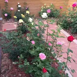 ดินปุ๋ยกุหลาบ 1 กิโล rose soil ดินไม้ดอก ดอกกุหลาบ ดอกดก ดอกใหญ่... vdo