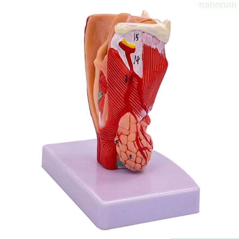 Nan Human Throat Anatomy Model Life Size Throat Anatomy Model สอน