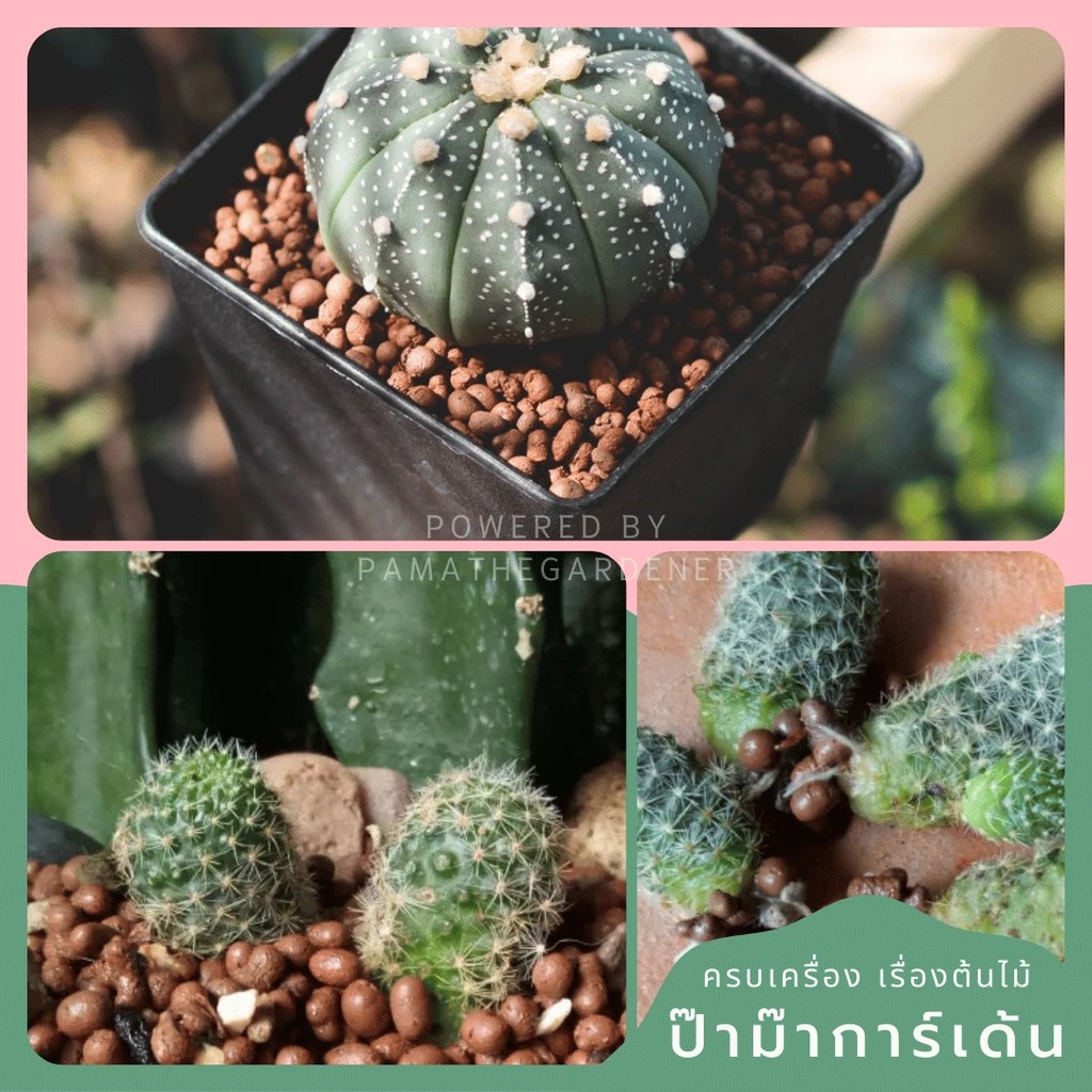 ป๊อปเปอร์ เม็ดดินเผา มวลเบา ขนาด S/M/L/XL บรรจุ 1L, 2L, 4L - Popper Expanded Clay Pellets - View 5