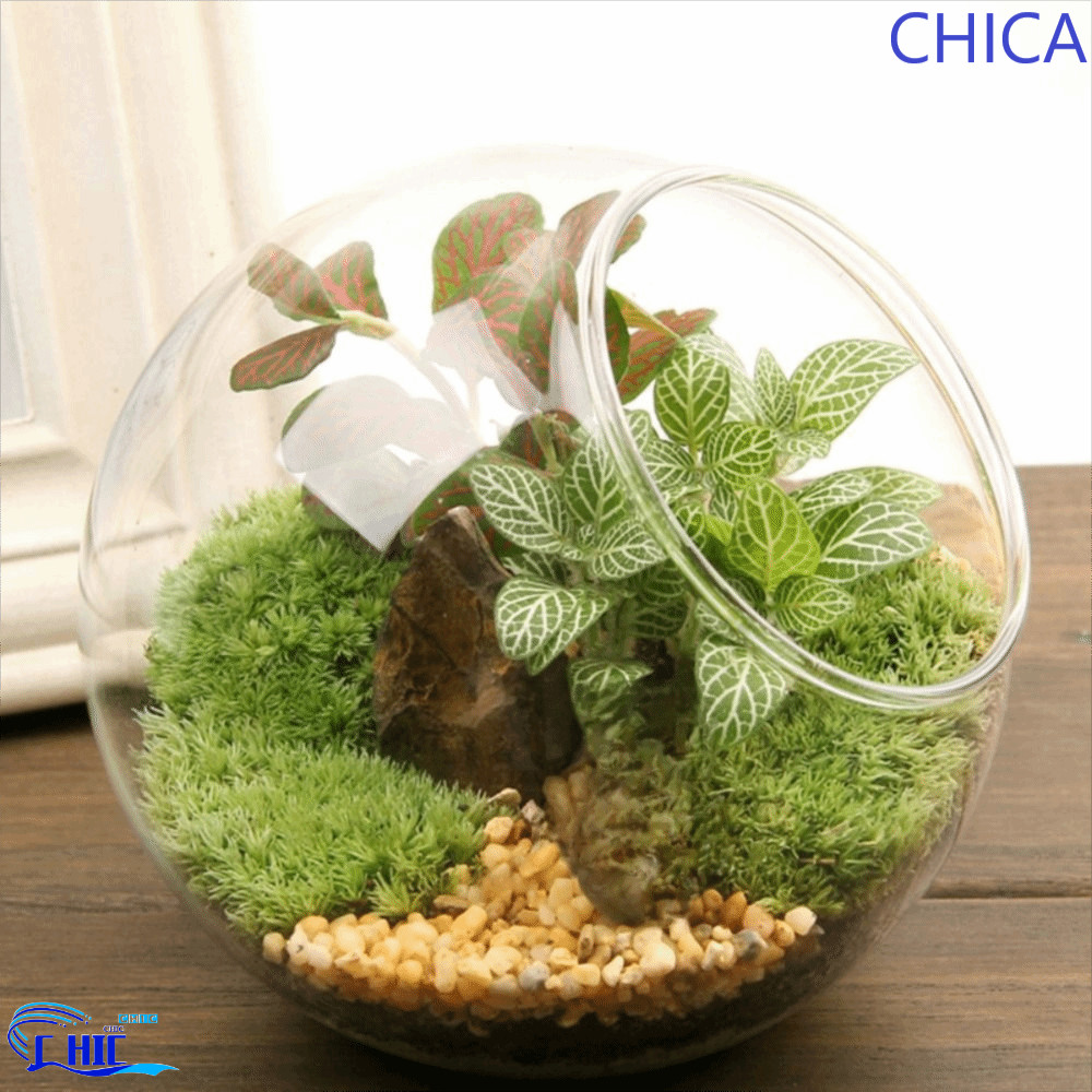 CHICA แจกันแก้วใส, แจกันแก้ว Borosilicate เฉียงโปร่งใส, กระถางดอกไม้ 8/10/12/16 ซม. แก้ว Borosilicate ใสพืช Terrarium สวน ราคา ถูกที่สุด ดีลบีเคเค