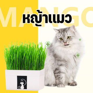 Mango [มือใหม่ก็ปลูกได้ ] แบบถุงปลูกง่ายแค่เติมน้ำ ต้นอ่อนข้าวสาลี ออแกนิกส์ ต้นอ่อนข้าวสาลี หญ้าเเมว สำหรับสัตว์เลี้