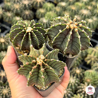 Sale!! ยิมโน อั้นกระถาง แคคตัส กระบองเพชร cactus&succulent