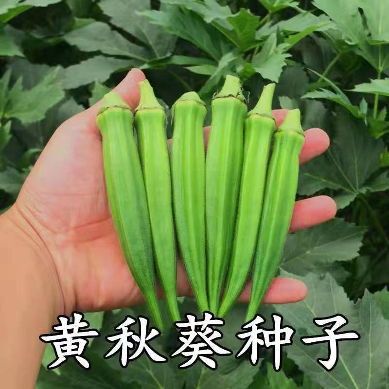 现货黄秋葵种子红秋葵籽绿秋葵种籽南北方阳台盆栽蔬菜种子种Yellow okra seeds, red okra seeds, green okra seeds, southern20260328