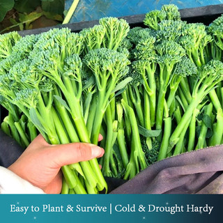 (150pcs/pack) BROCCOLI SEEDS Heat-Tolerant Perfect for Philippine Climate