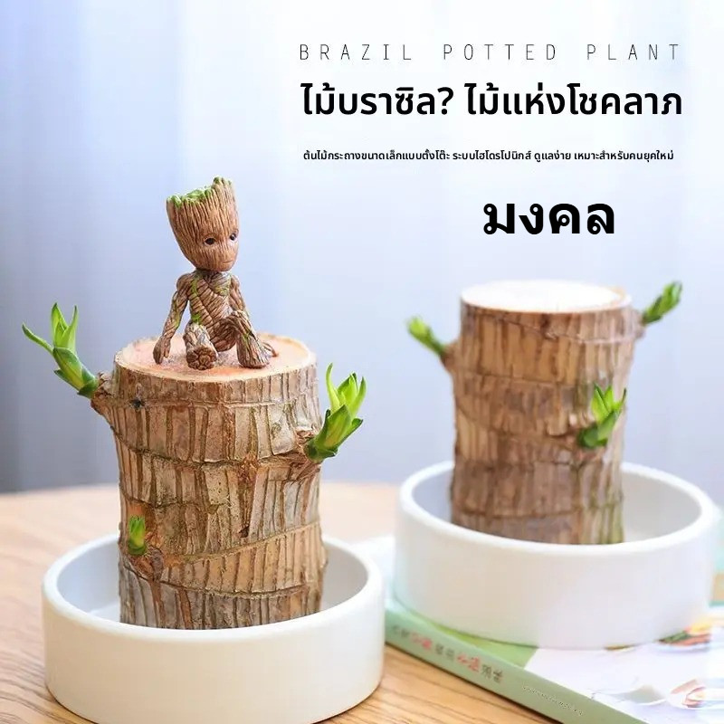🌳ต้นไม้บราซิล ไฮโดรโปนิกส์ ไม้มงคลฮวงจุ้ย เสริมโชคลาภ เรียกทรัพย์ ปลูกง่าย ตกแต่งบ้าน/โต๊ะทำงาน พร้อมส่งจากกรุงเทพ