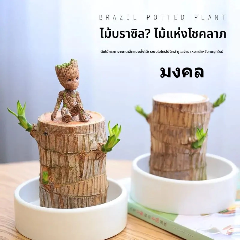 🌳ต้นไม้บราซิล ไฮโดรโปนิกส์ ไม้มงคลฮวงจุ้ย เสริมโชคลาภ เรียกทรัพย์ ปลูกง่าย ตกแต่งบ้าน/โต๊ะทำงาน พร้อมส่งจากกรุงเทพ