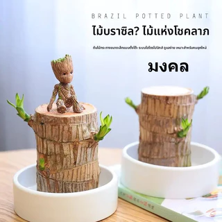 🌳ต้นไม้บราซิล ไฮโดรโปนิกส์ ไม้มงคลฮวงจุ้ย เสริมโชคลาภ เรียกทรัพย์ ปลูกง่าย ตกแต่งบ้าน/โต๊ะทำงาน พร้อมส่งจากกรุงเทพ