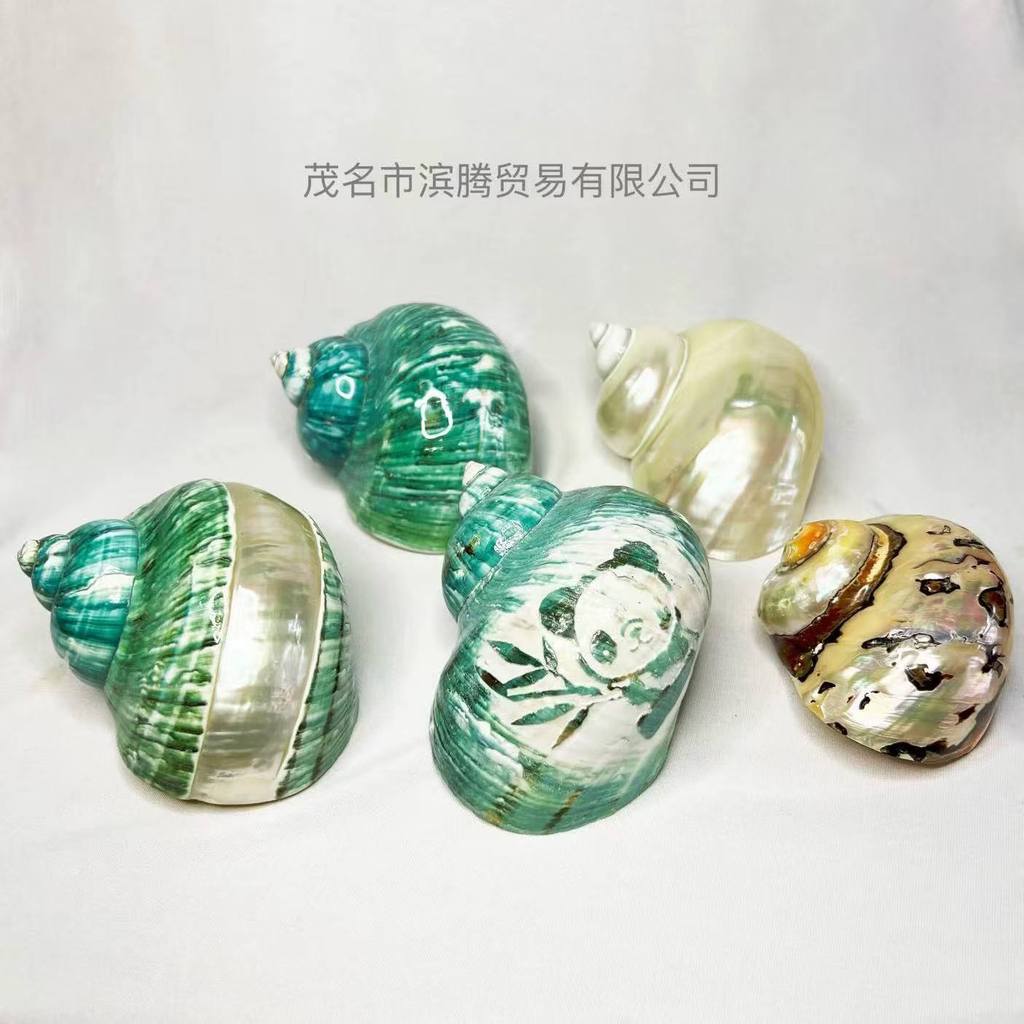 [ขายร้อน] ธรรมชาติ Conch Big Green Conch Pearl Salamander South African Rongluoran Shell Conch Touri