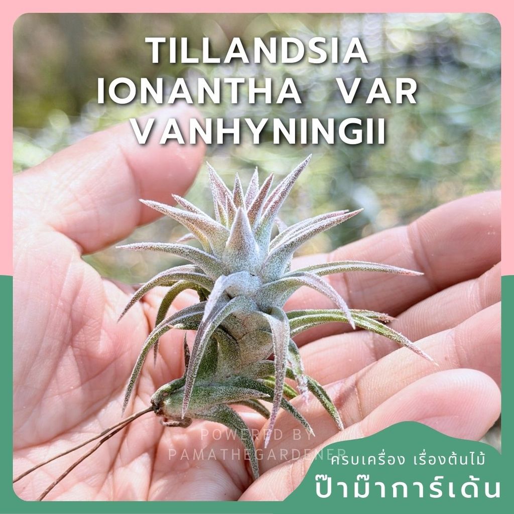 Tillandsia ionantha var. vanhyningii ขนาดเล็ก
