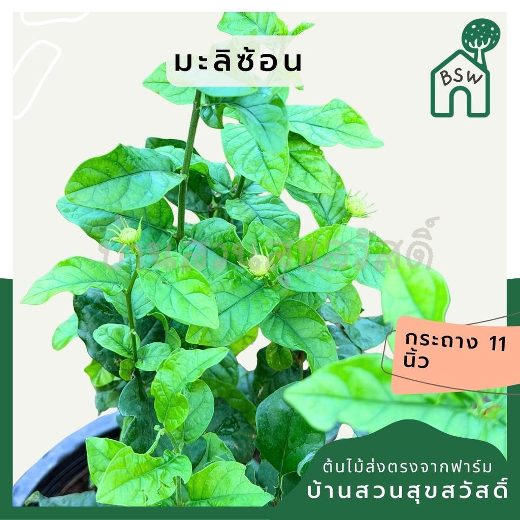 มะลิซ้อน 11 นิ้ว - Arabian Jasmine - View 2